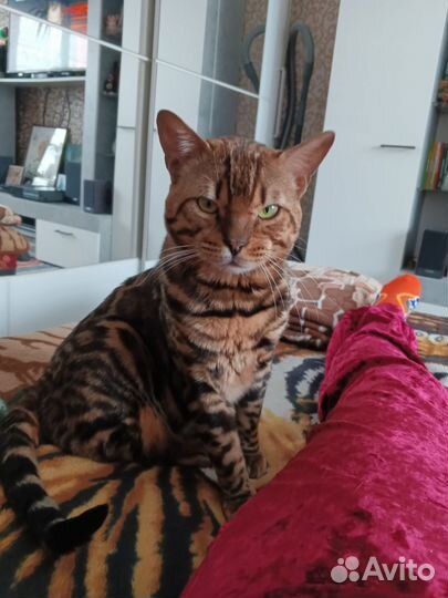 Бенгалалец