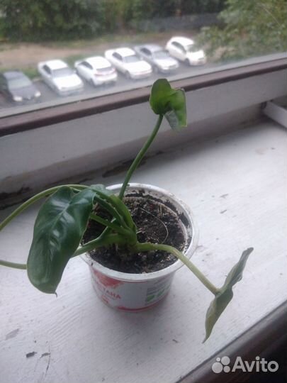 Филодендрон, кактус (опунция монаканта) а