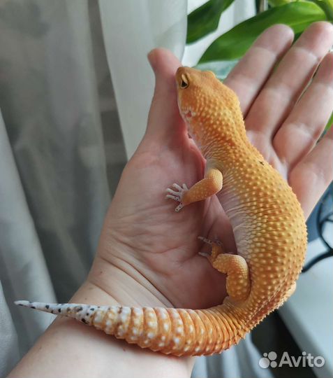 Эублефары- самцы