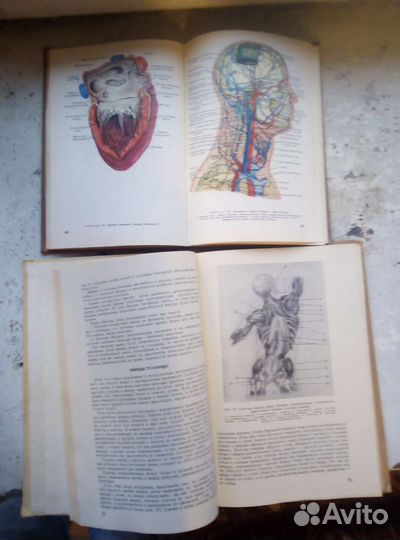 Пластическая анатомия человека и атлас