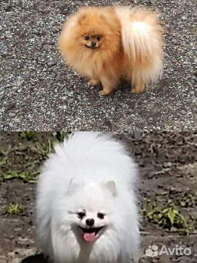 Померанские шпицы на вязку