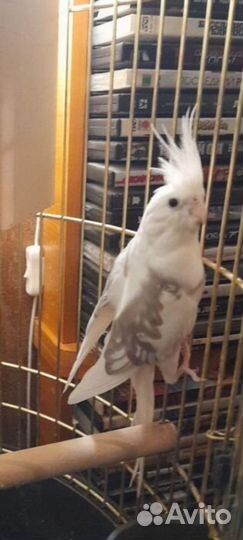 Кореллы пара