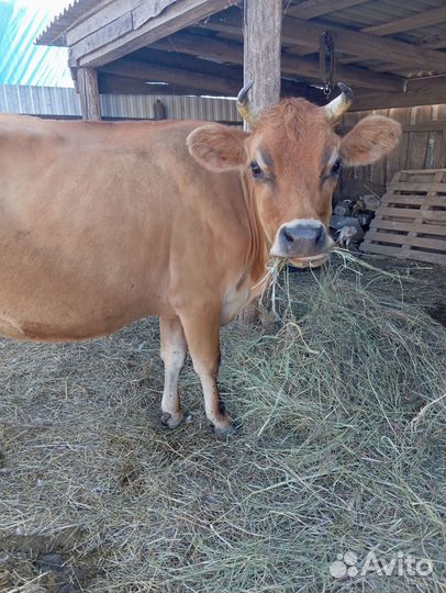 Корова дойная