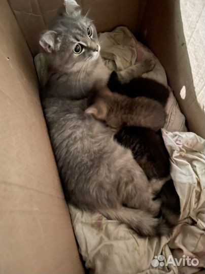 Котята