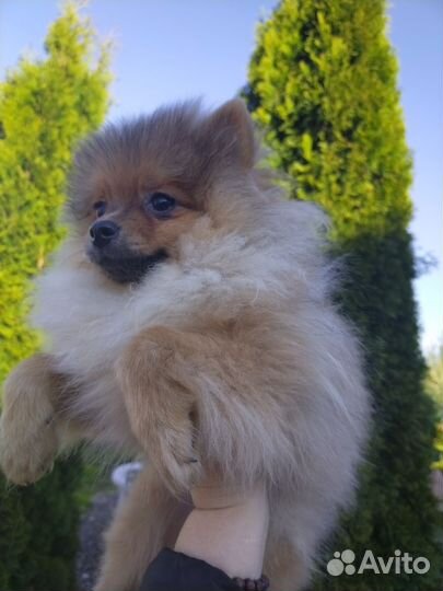 Померанский шпиц медвежьего типа