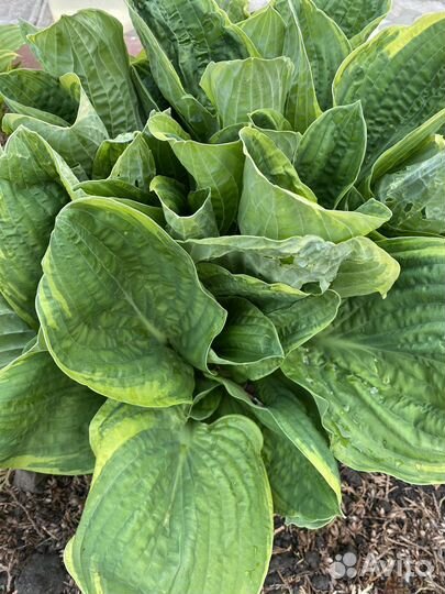 Хоста-деленки