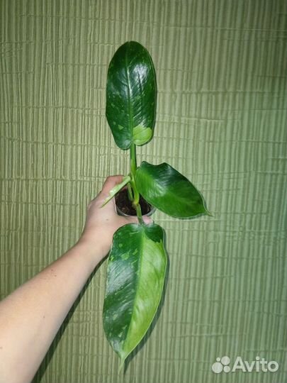 Филодендрон биркин,маска,Имбе вайт,империал ред