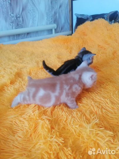 Продаю шотландских котят