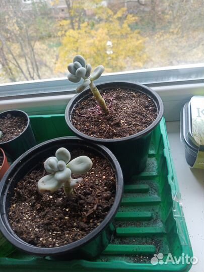 Пахифитум суккулент