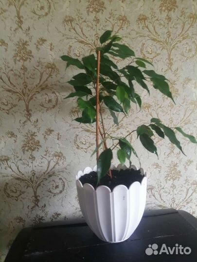 Фикус бенджамина большой