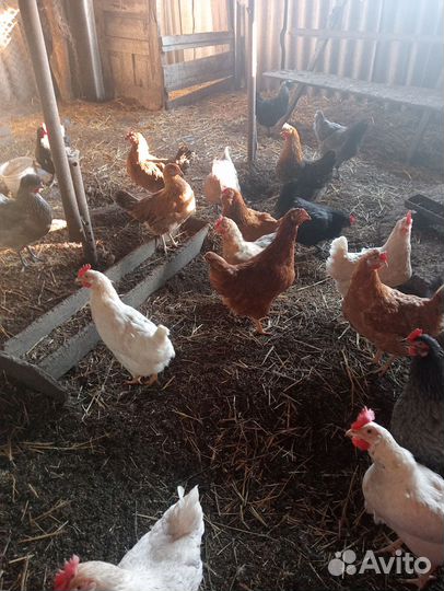 Сельхоз животные