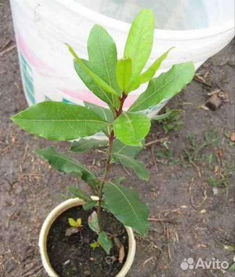 Саженцы лаврового листа, лаврушка