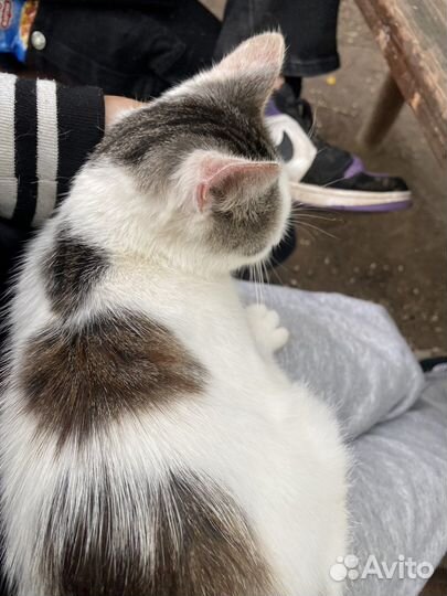 Кот в добрые руки