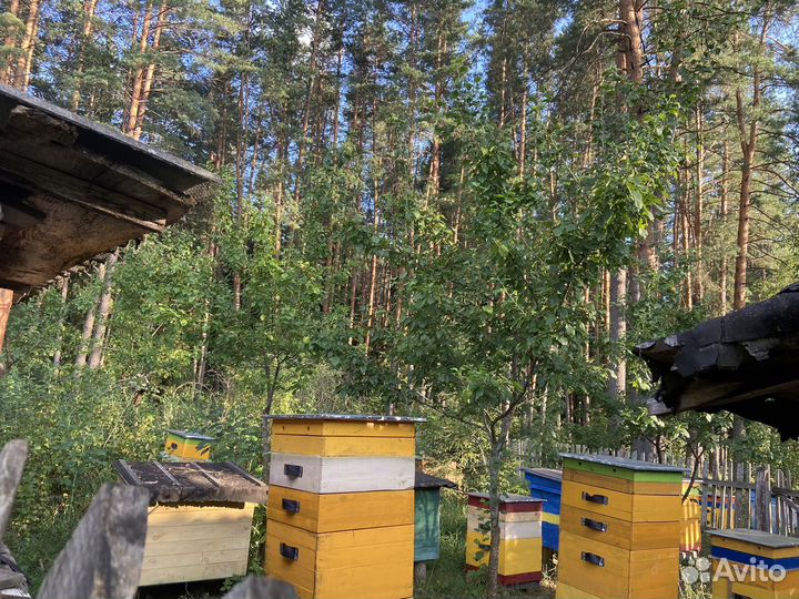 Мед домашний