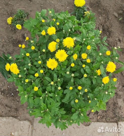 Многолетние цветы