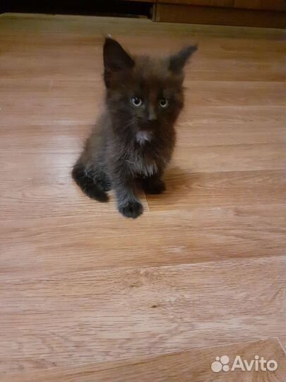 Котёнок