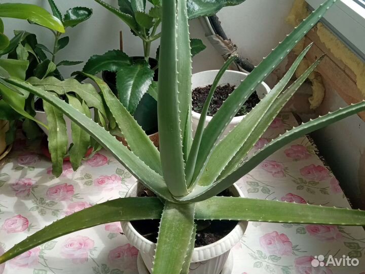 Алоэ трехлетний