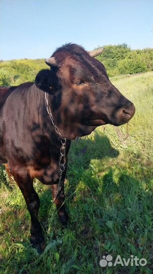 Тёлка стельная