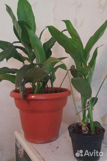 Спатифиллум