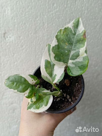 Комнатные растения