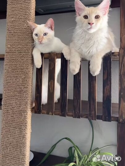 Стенка для вашего питомца