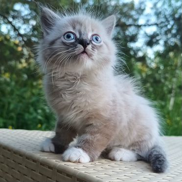 Рэгдолл котёнок