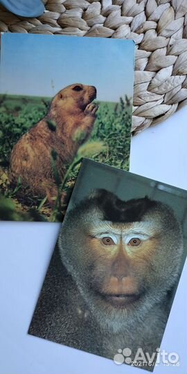 «Открытки времён СССР с животными»