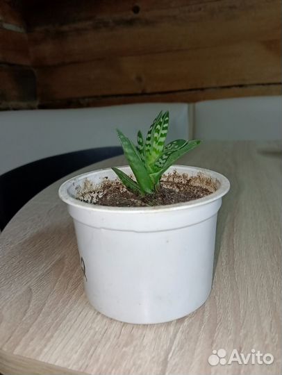 Алоэ тигровое