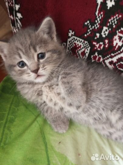 Кошка в дар бесплатно