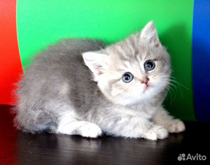 Британская малышка