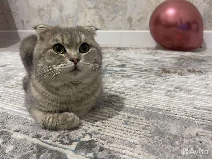 Кот на вязку