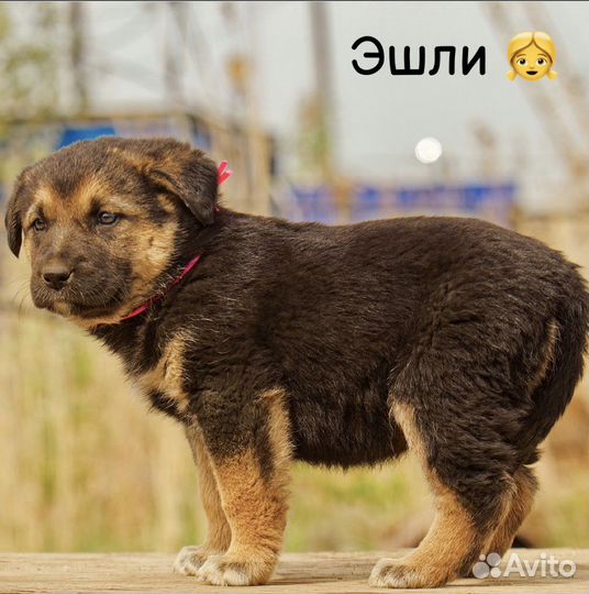 Малыши в добрые руки