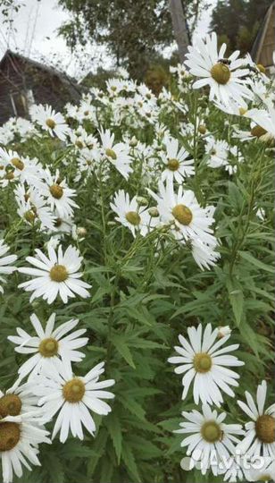 1 ) Ромашки высокие Леукантемелла. 2) Лилейники