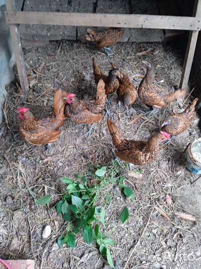 Куры Сибрайт