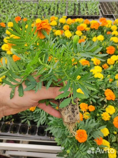 Рассада однолетних цветы