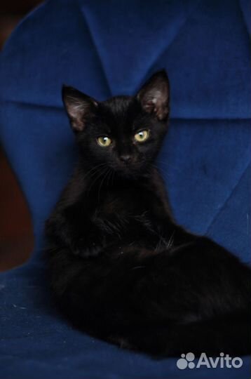 Котята ищут дом