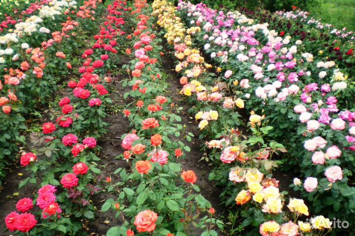 Саженцы плодовых и хвойных, обрезка, опрыскивание