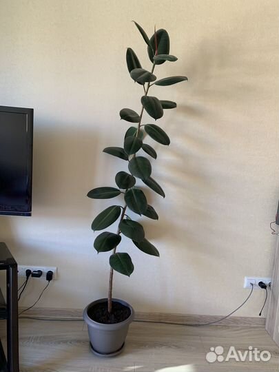 Фикус каучуконосный большой
