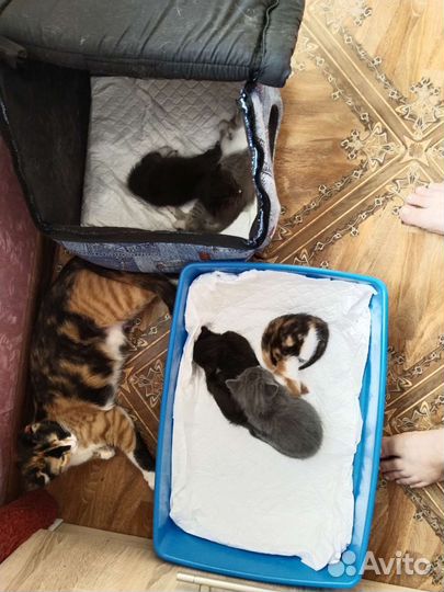 Котята в добрые руки бесплатно