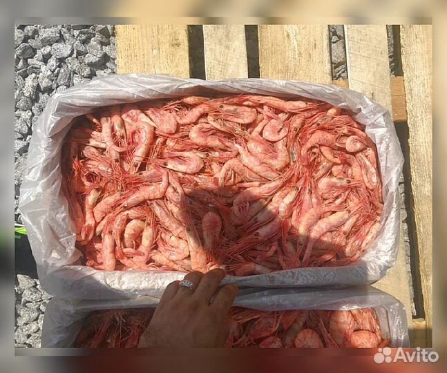 Креветка Северная