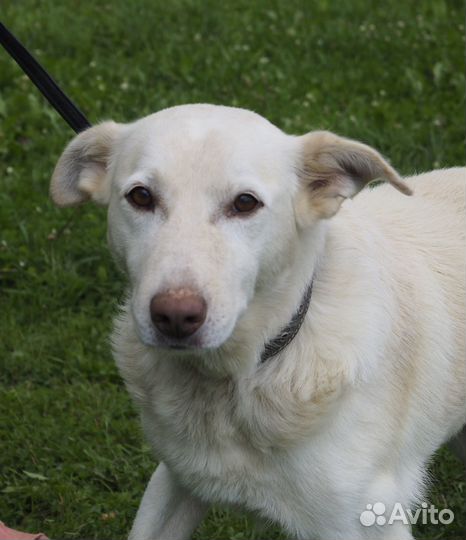 Он обожает целоваться. А в приюте не с кем