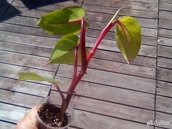 Филодендрон расписная леди