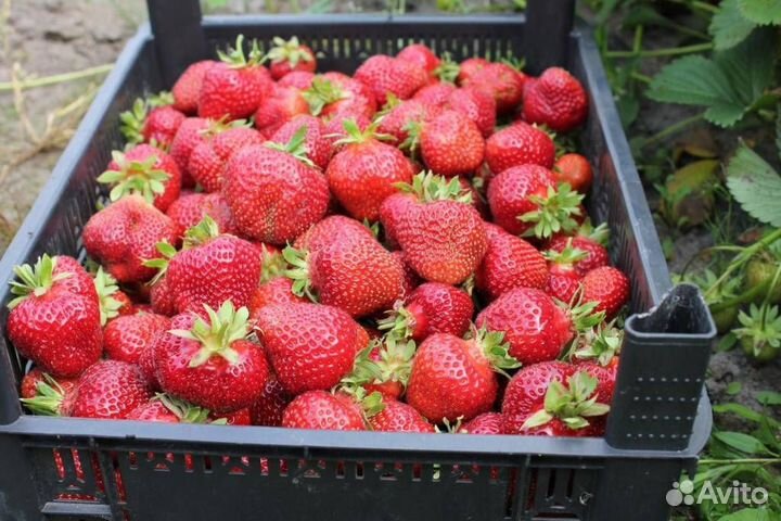 Рассада клубники