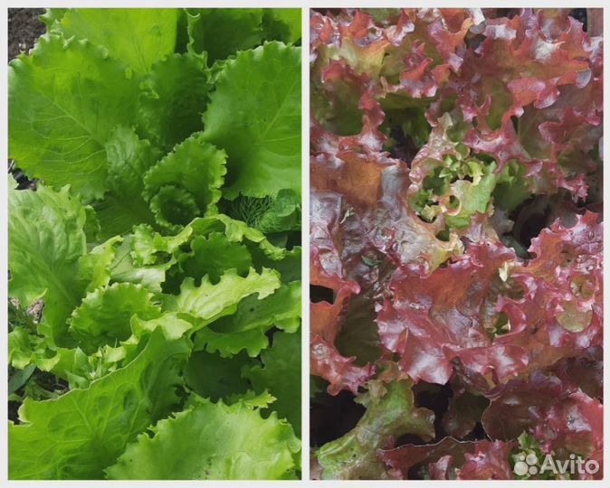 Мята,Салат листовой, Малина тибетская