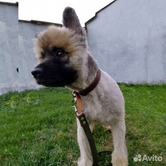 Щенок Кеесхонда Вольфшпиц 7месяцев