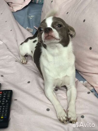 Вязка кобель чихуахуа