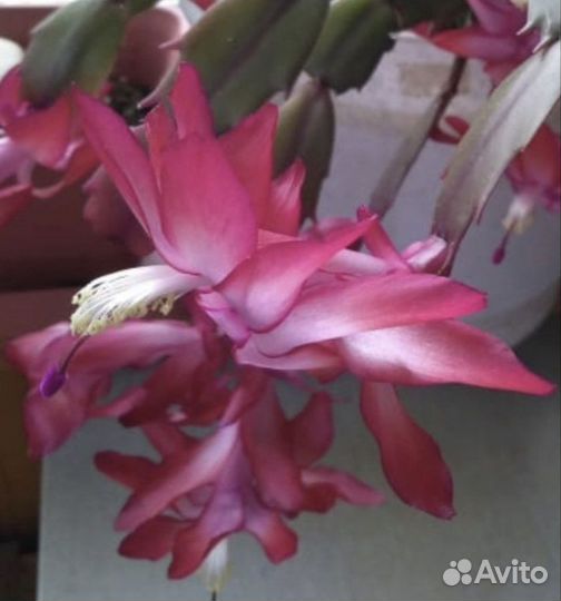 Сортовые шлюмбергеры (декабристы)