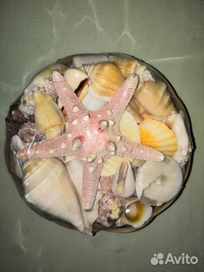 Новый набор морских ракушек