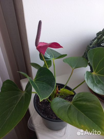 Комнатные цветы антуриум Фиолето Мужское счастье