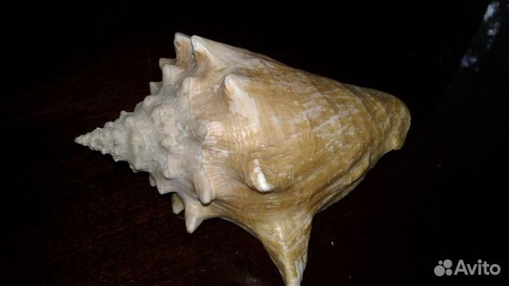 Ракушку морскую продаю